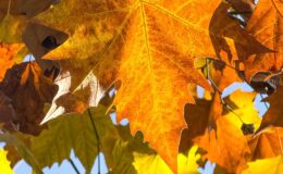 24-11 - leuchtender herbst